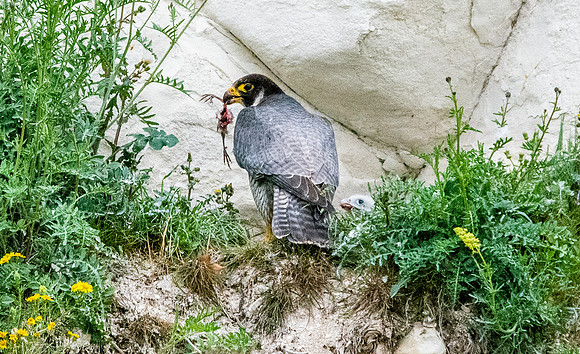 Peregrine falcon