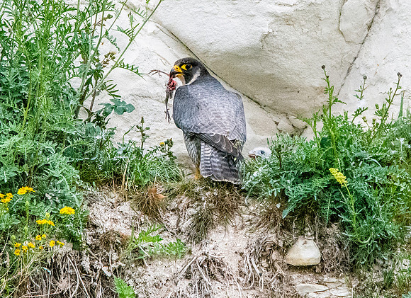 Peregrine falcon