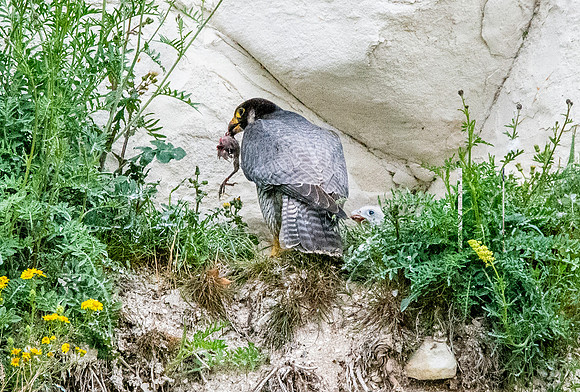 Peregrine falcon