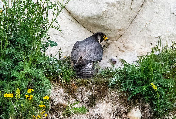 Peregrine falcon