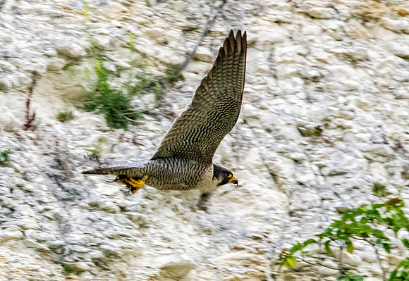 Peregrine falcon