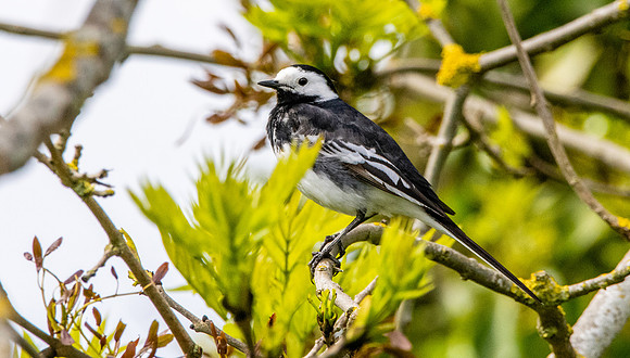 Pied wagtail