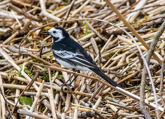 Pied wagtail
