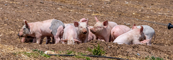 Blythburgh piglets