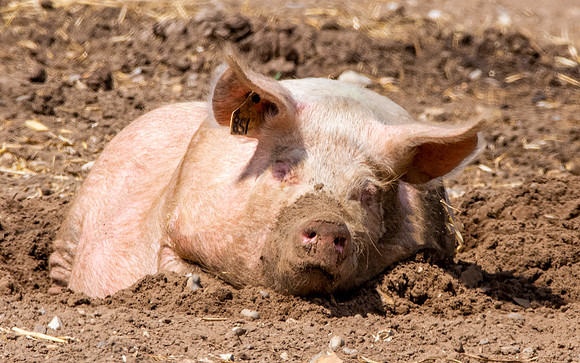 Blythburgh pig