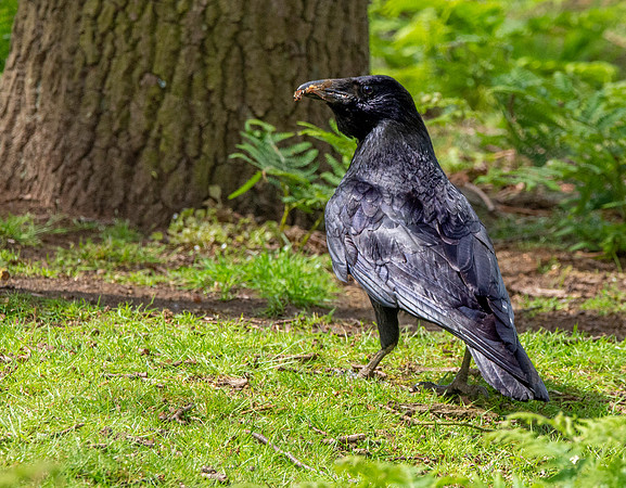 Raven