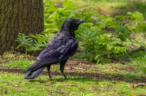 Raven