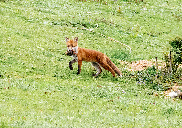 Red fox