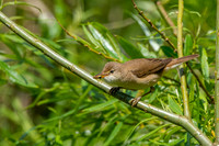 Reed warbler