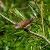 Reed warbler