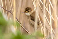 Reed warbler