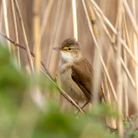 Reed warbler