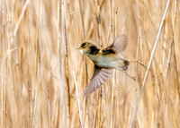 Reed warbler