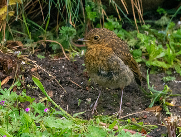 European robin, juvenile