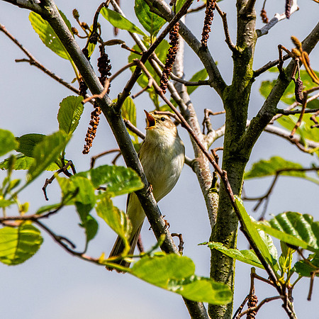Sedge warbler