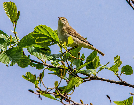 Sedge warbler