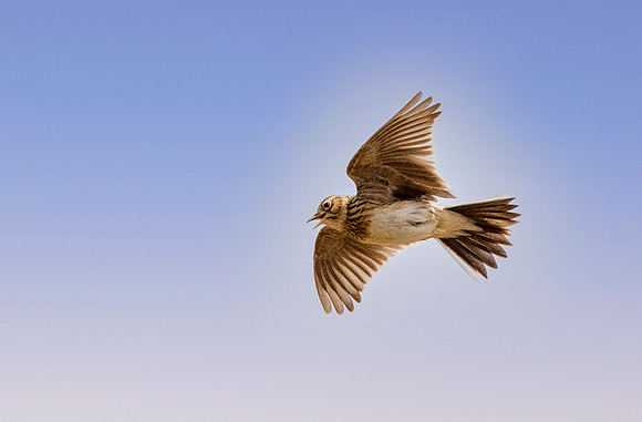 Skylark