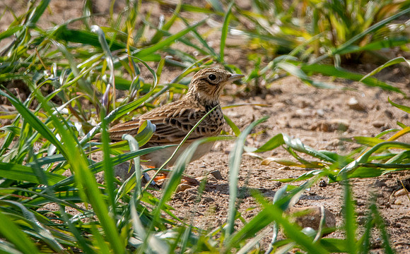 Skylark