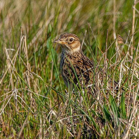 Skylark