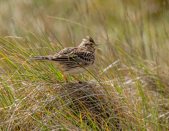 Skylark