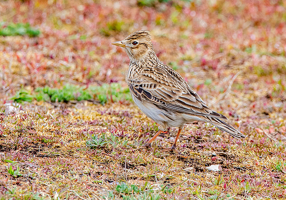 Skylark