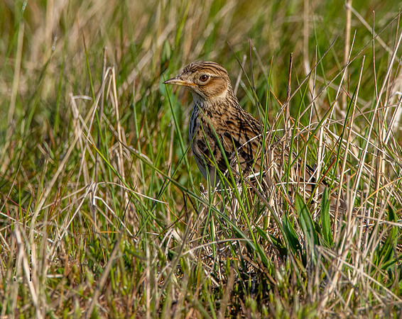 Skylark