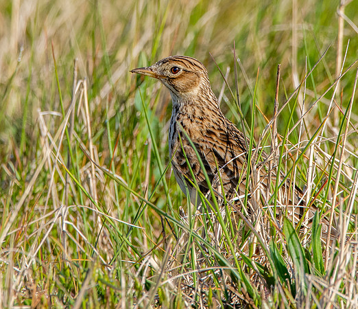 Skylark