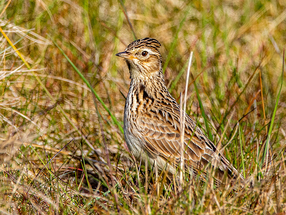 Skylark
