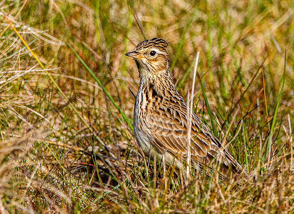 Skylark