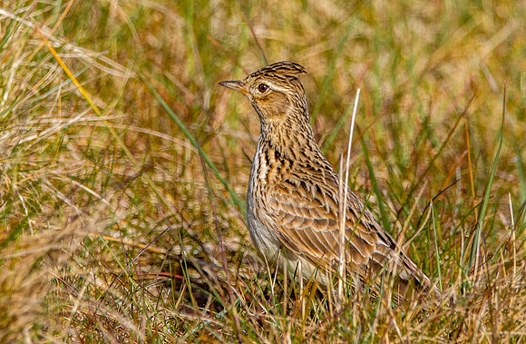 Skylark