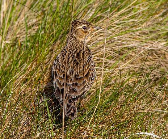 Skylark