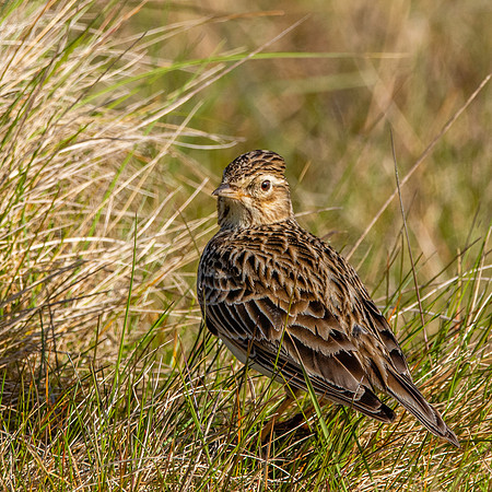 Skylark