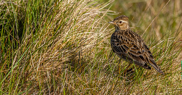 Skylark