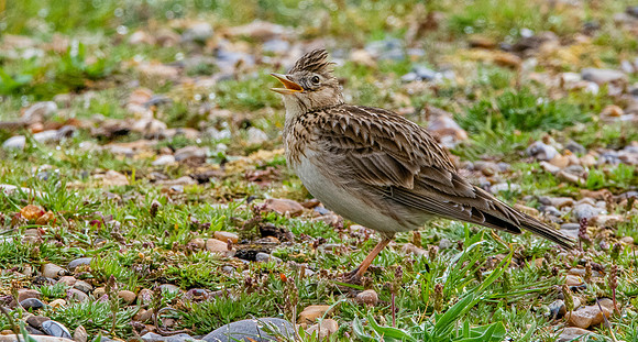 Skylark