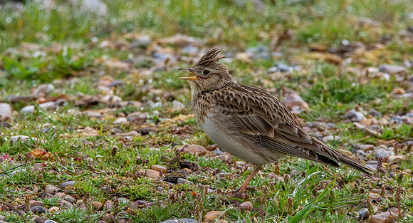 Skylark