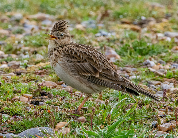 Skylark