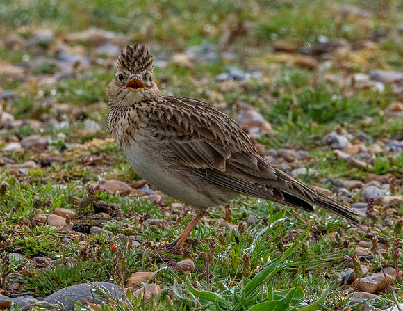 Skylark
