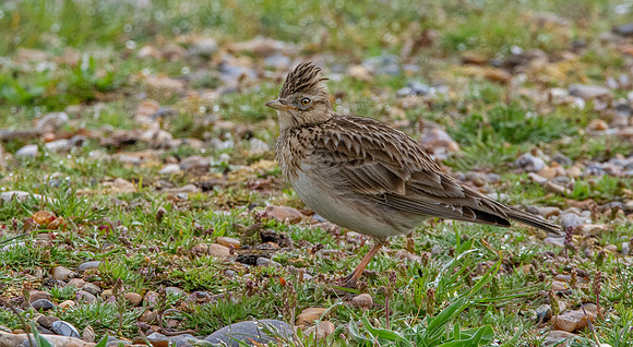 Skylark