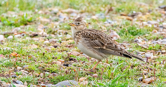 Skylark