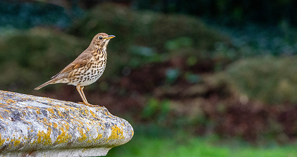 Song thrush