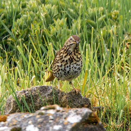 Song thrush