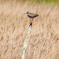 Spotted redshank