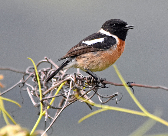 Siberian Stonechat, male