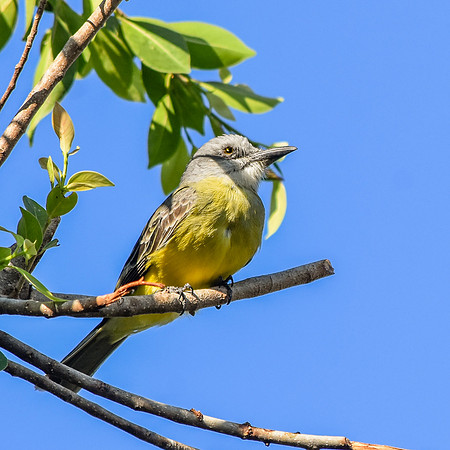 Tropical kingbird