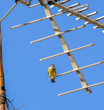 Tropical kingbird