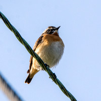 Whinchat, male