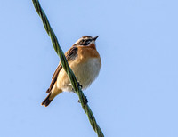 Whinchat, male