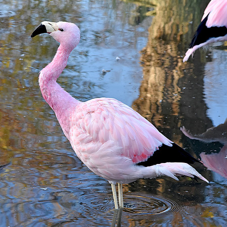 Andean flamingo