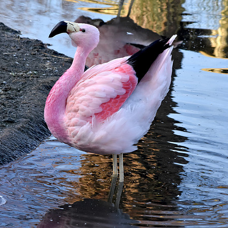 Andean flamingo