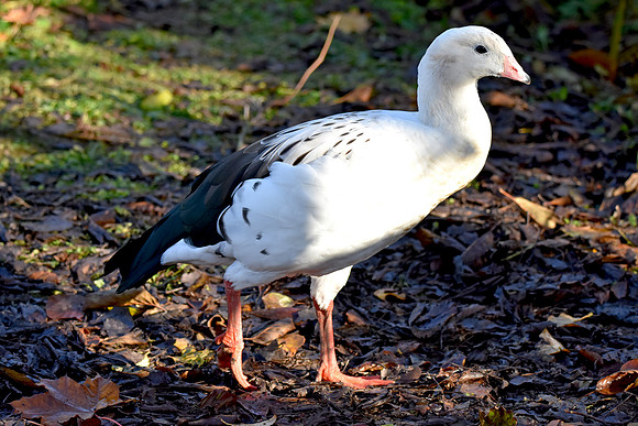 Andean goose